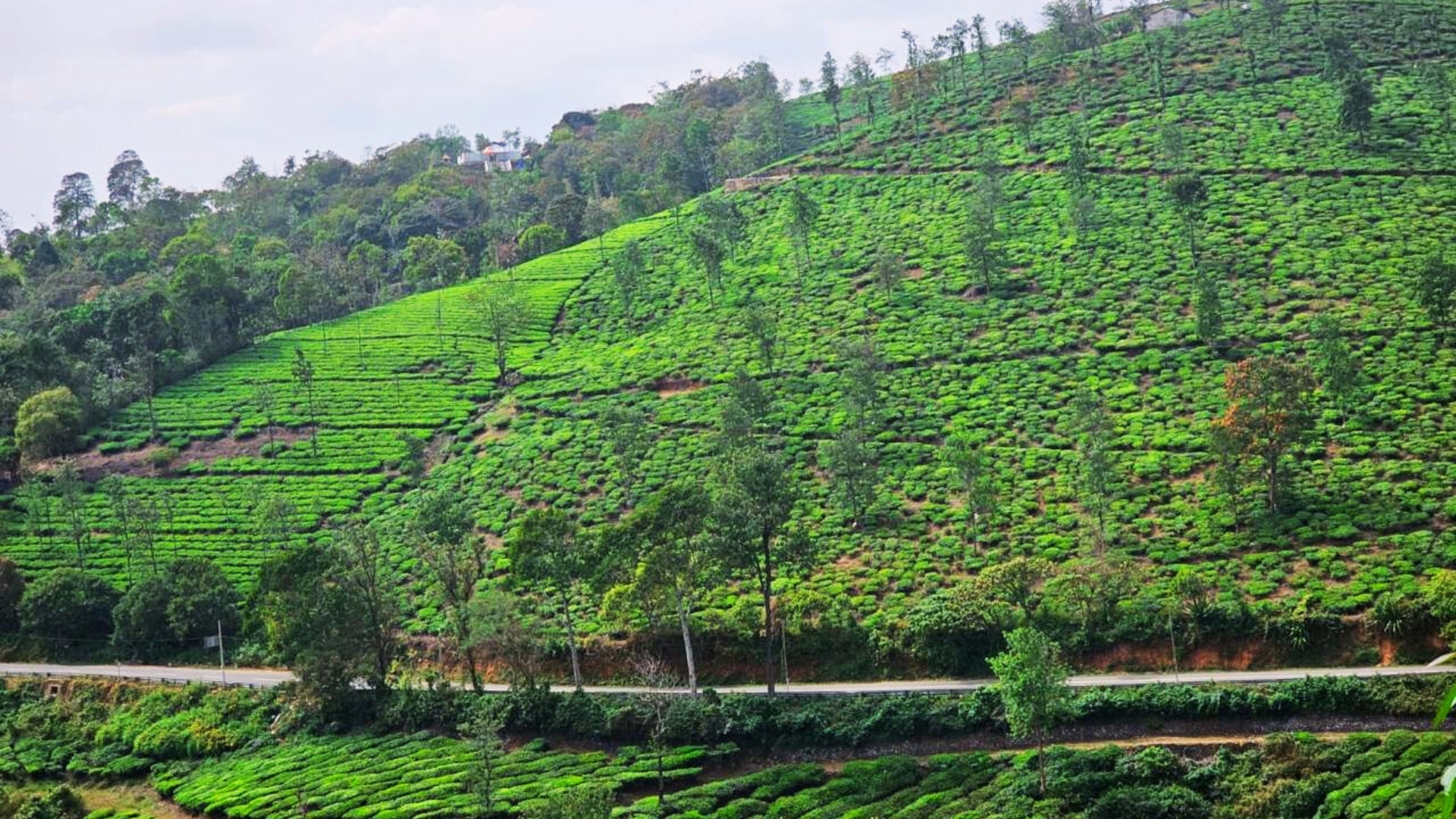 Tea Estate Image 1