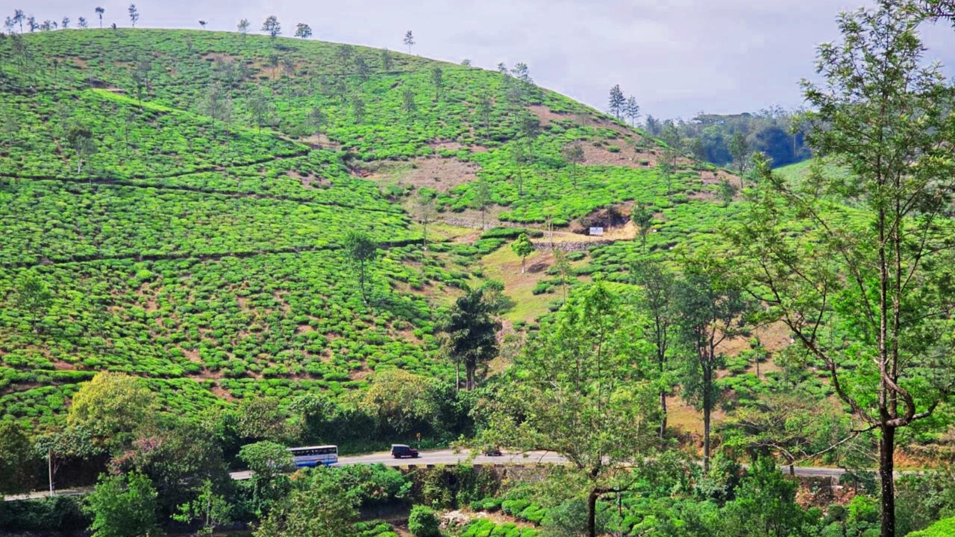 Tea Estate Image 2